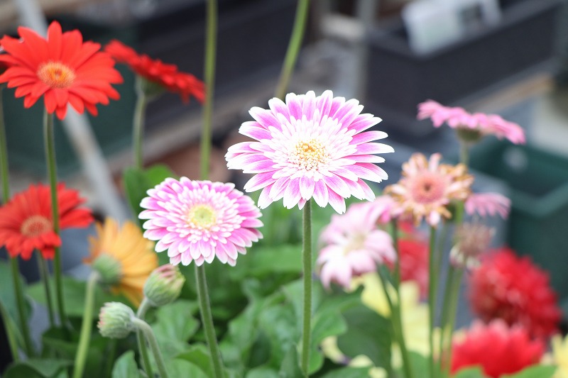 f:id:GP-Yamacho:20200522143118j:plain