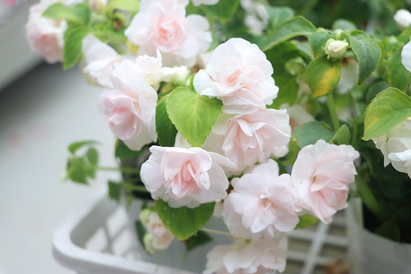 f:id:GP-Yamacho:20200522143144j:plain