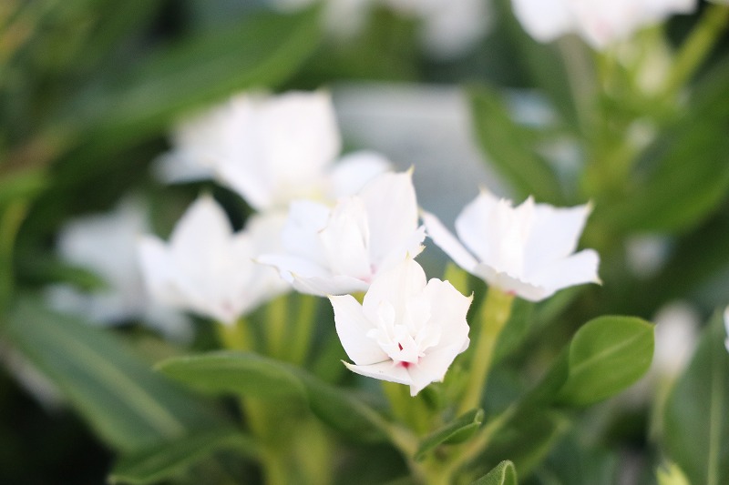 f:id:GP-Yamacho:20200528172150j:plain
