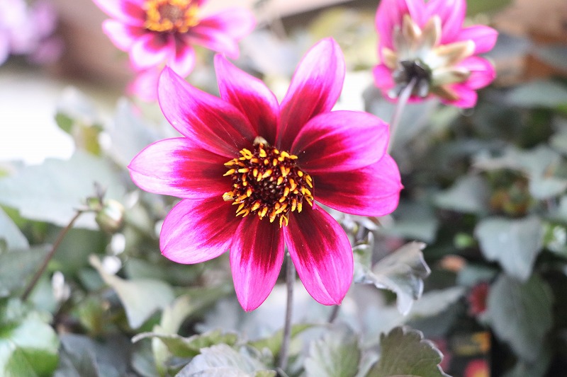 f:id:GP-Yamacho:20200528172209j:plain