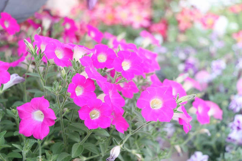 f:id:GP-Yamacho:20200528172219j:plain