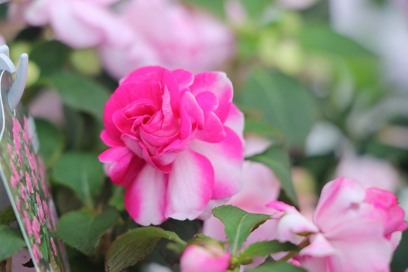 f:id:GP-Yamacho:20200531123704j:plain
