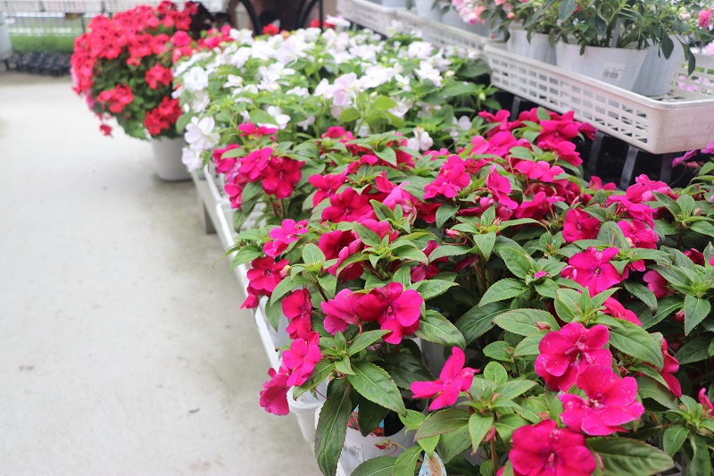 f:id:GP-Yamacho:20200531123710j:plain