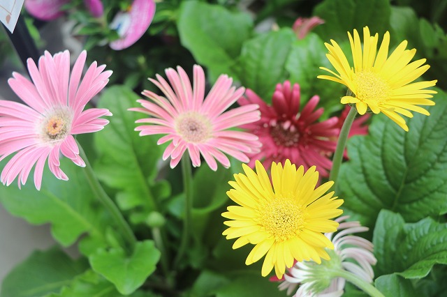f:id:GP-Yamacho:20200903123237j:plain