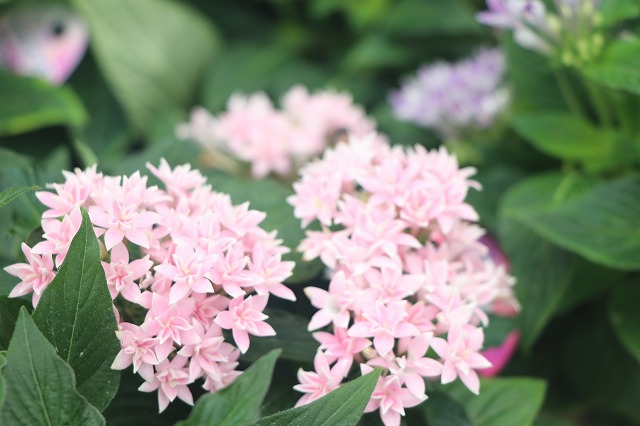 f:id:GP-Yamacho:20200903123304j:plain