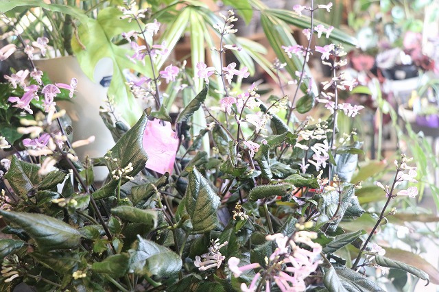 f:id:GP-Yamacho:20200903123346j:plain