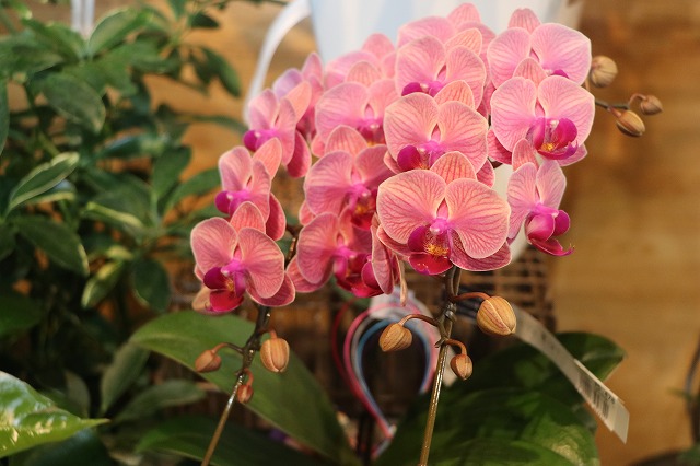 f:id:GP-Yamacho:20200903123738j:plain