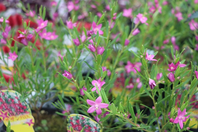 f:id:GP-Yamacho:20200924122024j:plain