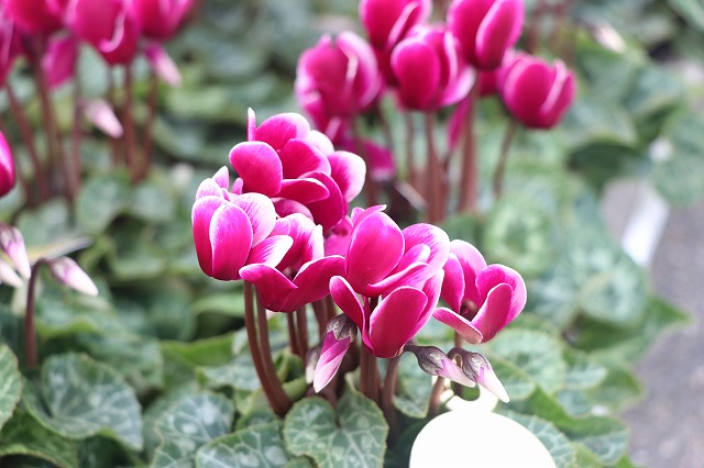 f:id:GP-Yamacho:20200924150156j:plain