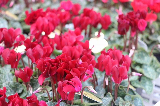 f:id:GP-Yamacho:20200924150204j:plain