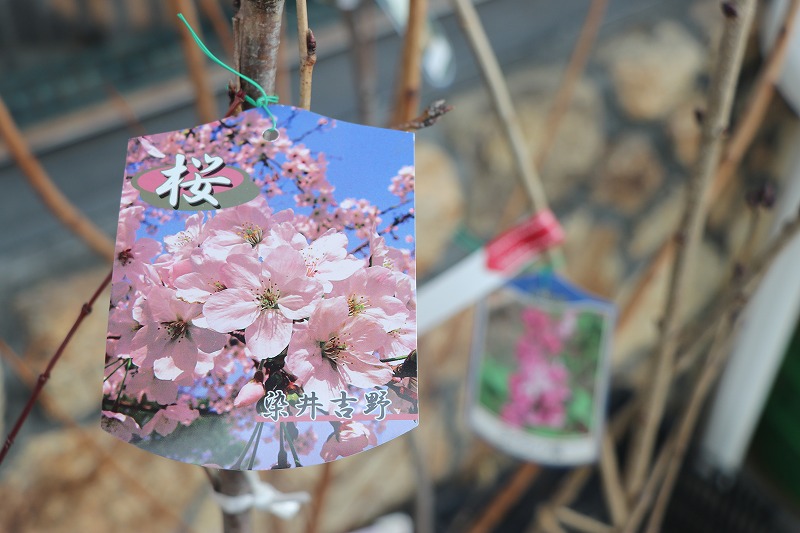 f:id:GP-Yamacho:20210128144048j:plain