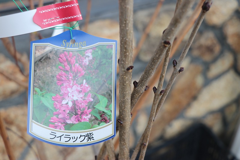 f:id:GP-Yamacho:20210128144051j:plain