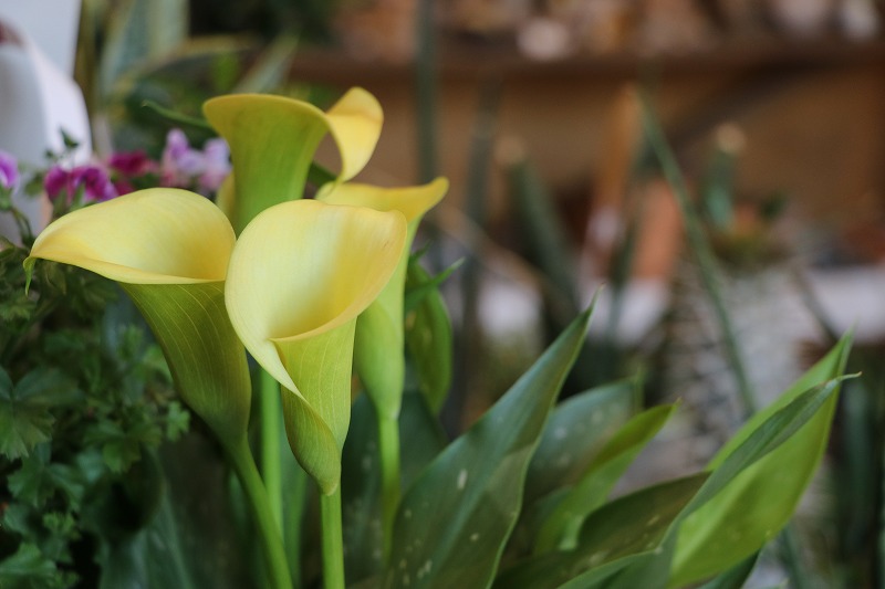 サイネリアとは 動植物の人気 最新記事を集めました はてな