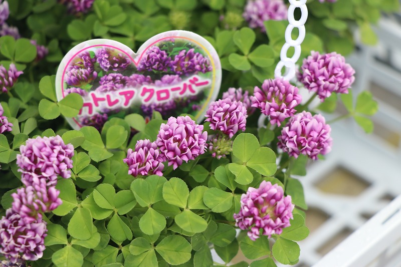 f:id:GP-Yamacho:20210325095245j:plain