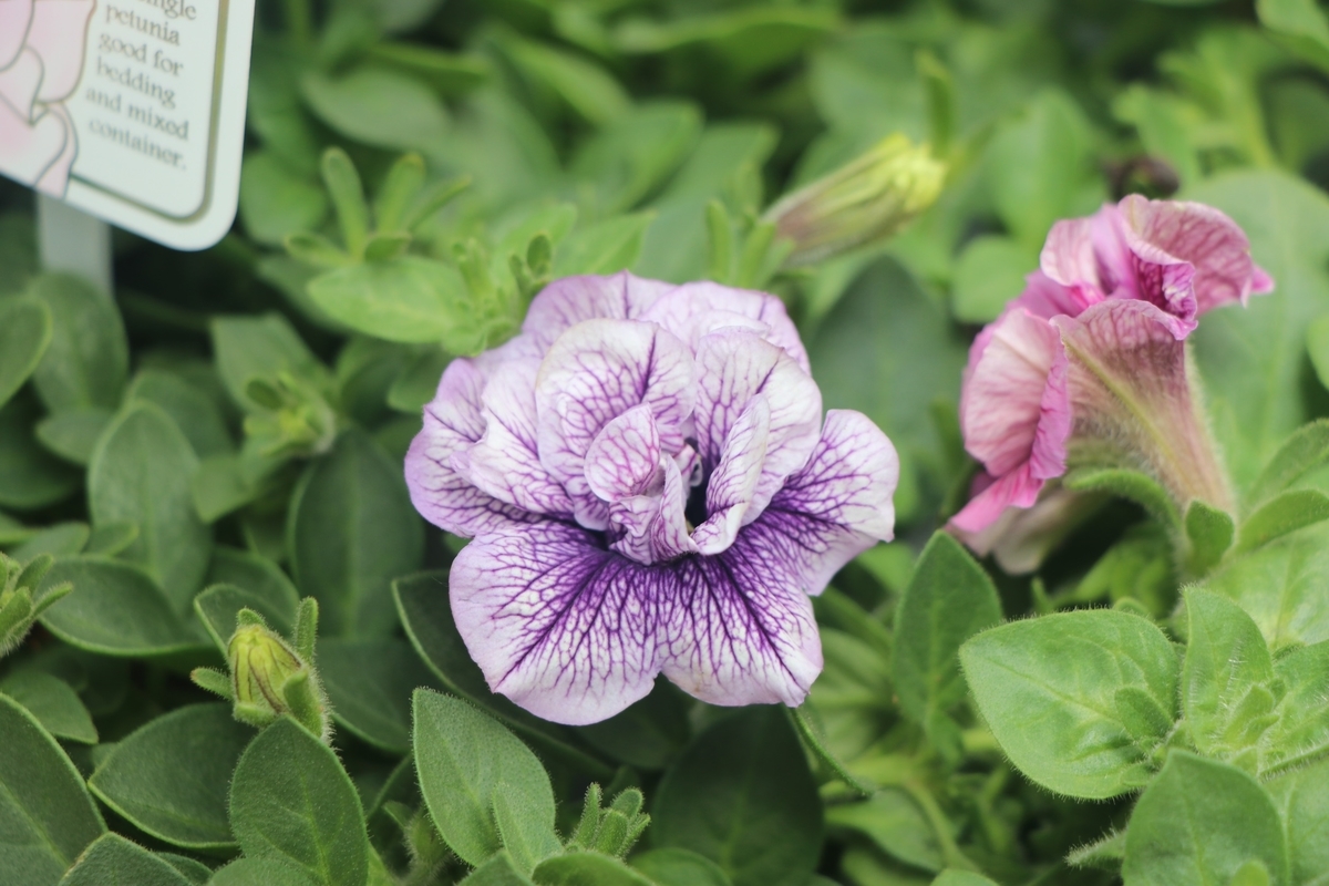 直営農場産 ペチュニア Viva Gp Yamacho