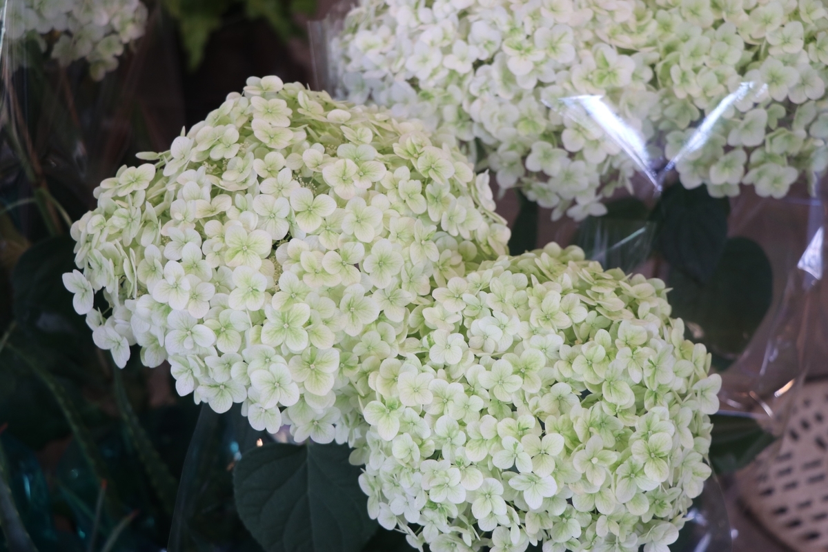 アナベルの白や他の紫陽花も入荷しましたよ Gp Yamacho アナベルの白や他の紫陽花も入荷しましたよ Gp Yamacho