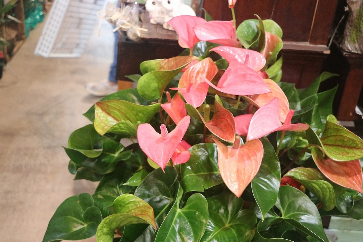 f:id:GP-Yamacho:20210520155110j:plain