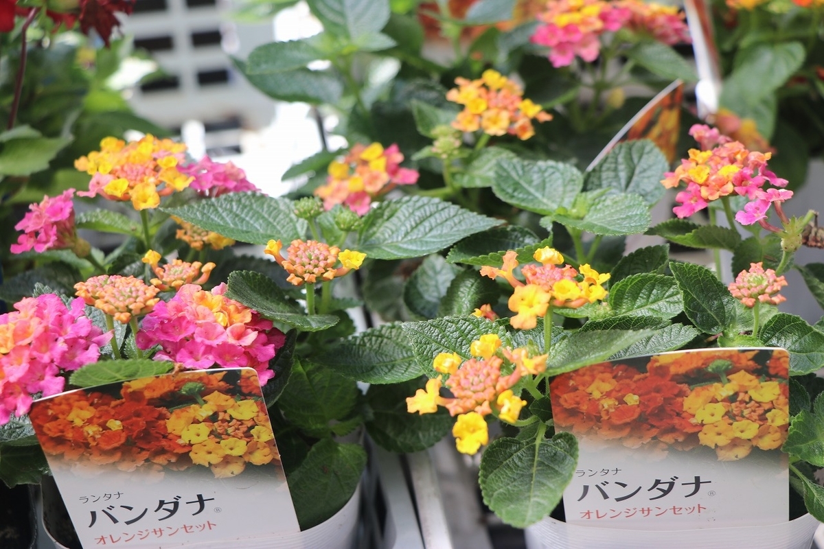f:id:GP-Yamacho:20210603095410j:plain
