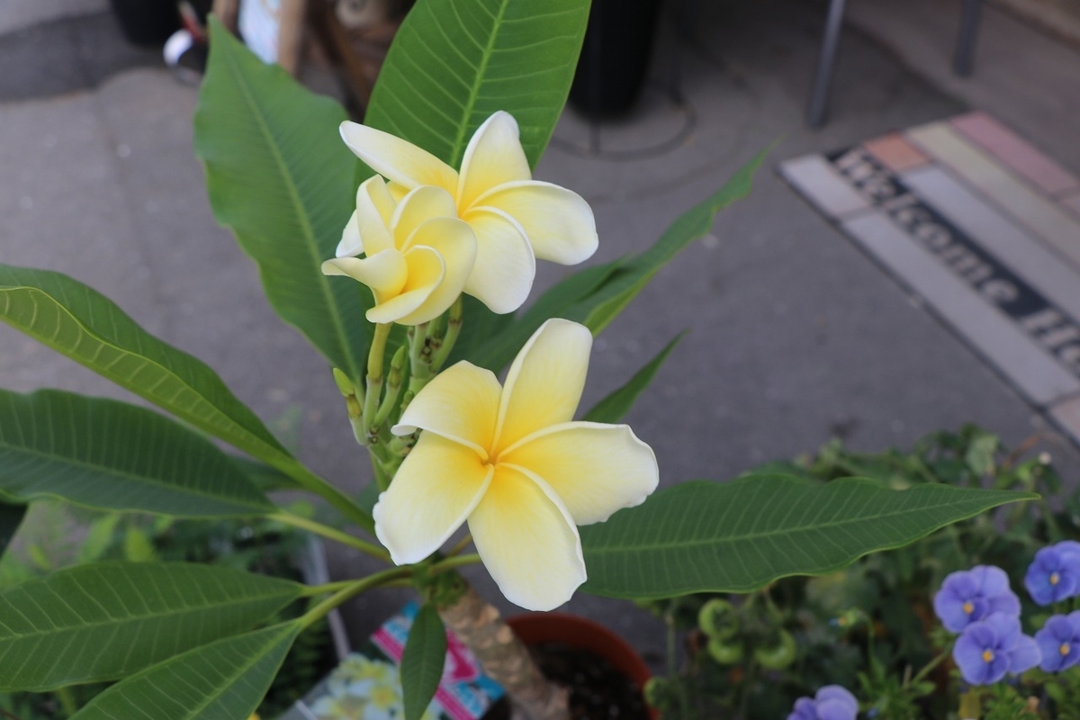 f:id:GP-Yamacho:20210603103336j:plain