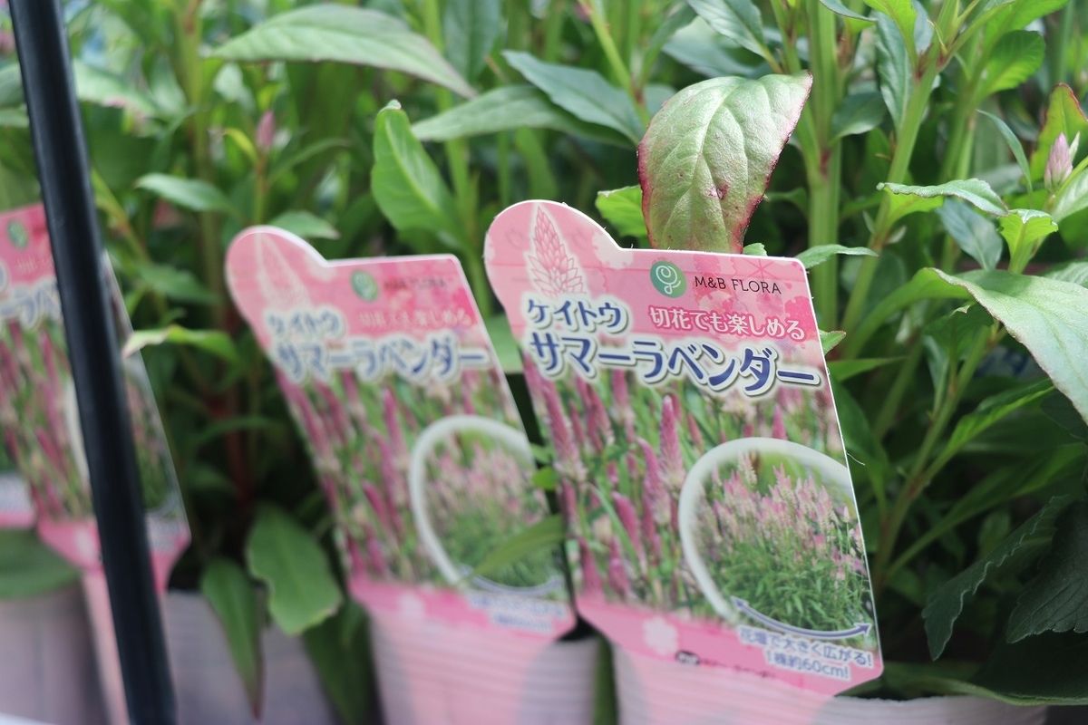 f:id:GP-Yamacho:20210610135632j:plain