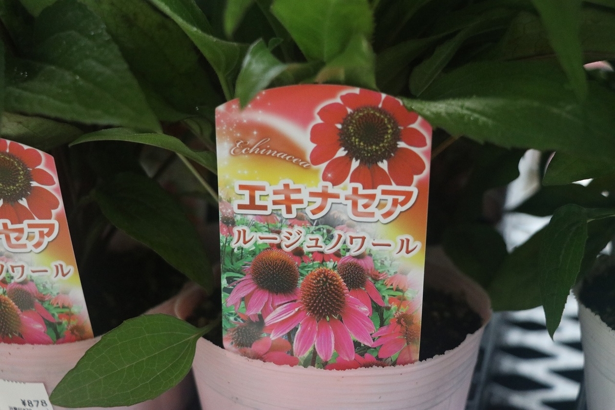 f:id:GP-Yamacho:20210616172525j:plain