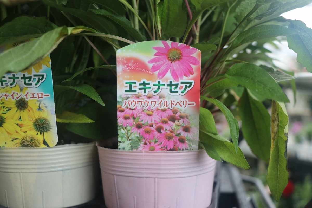 f:id:GP-Yamacho:20210616172546j:plain