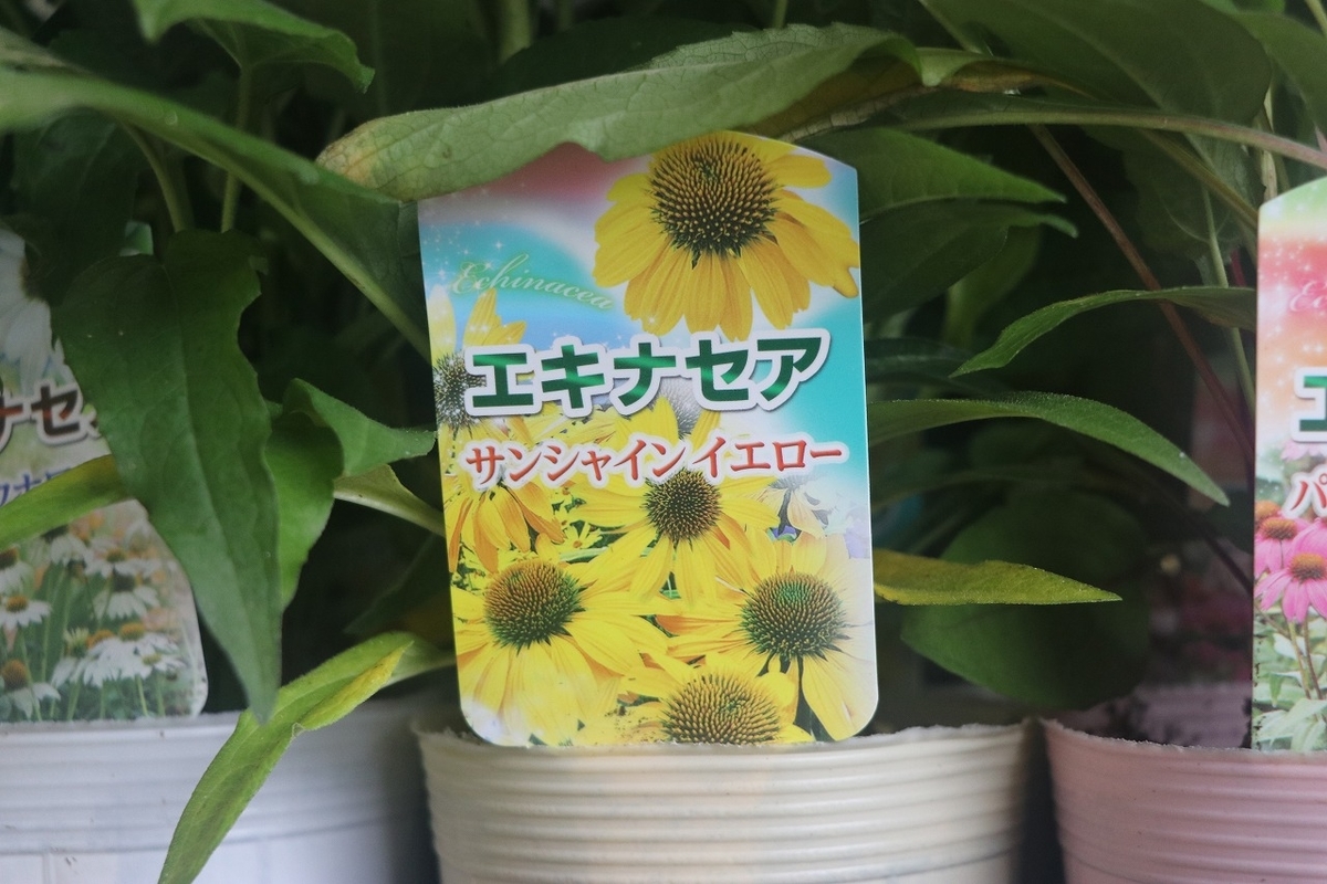f:id:GP-Yamacho:20210616172659j:plain