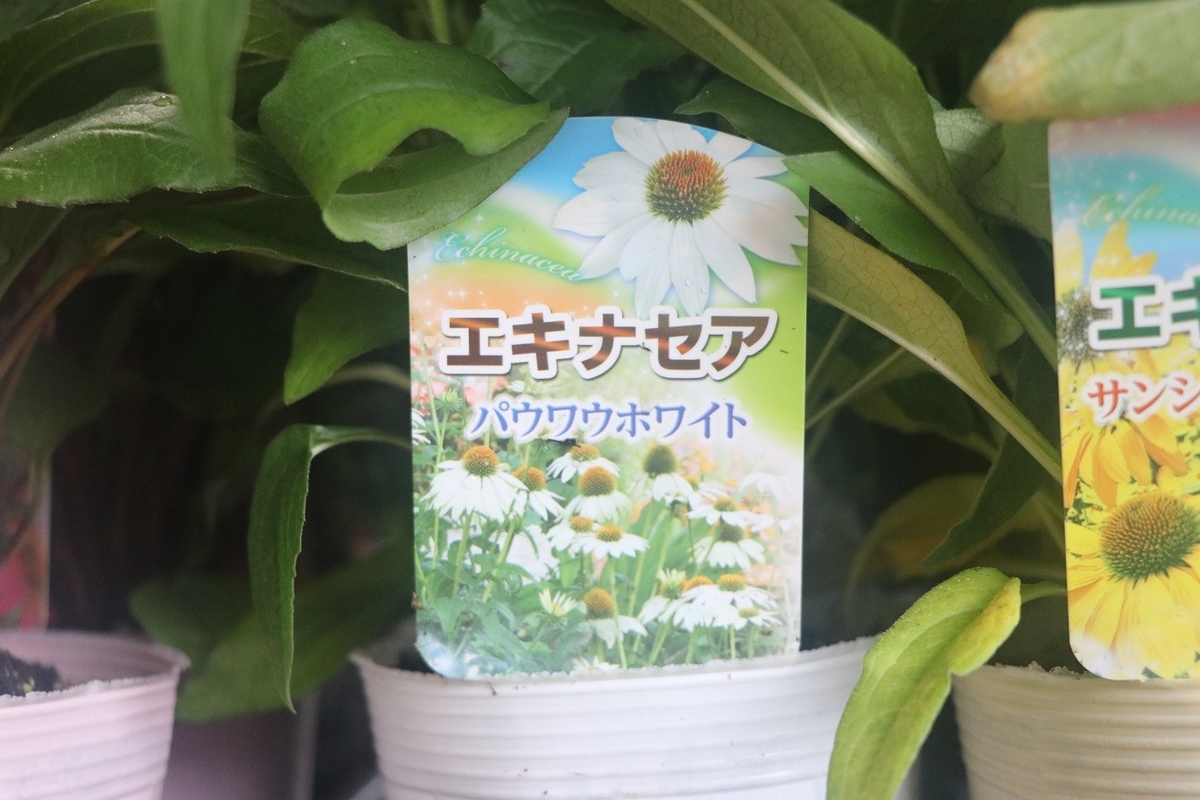 f:id:GP-Yamacho:20210616172715j:plain