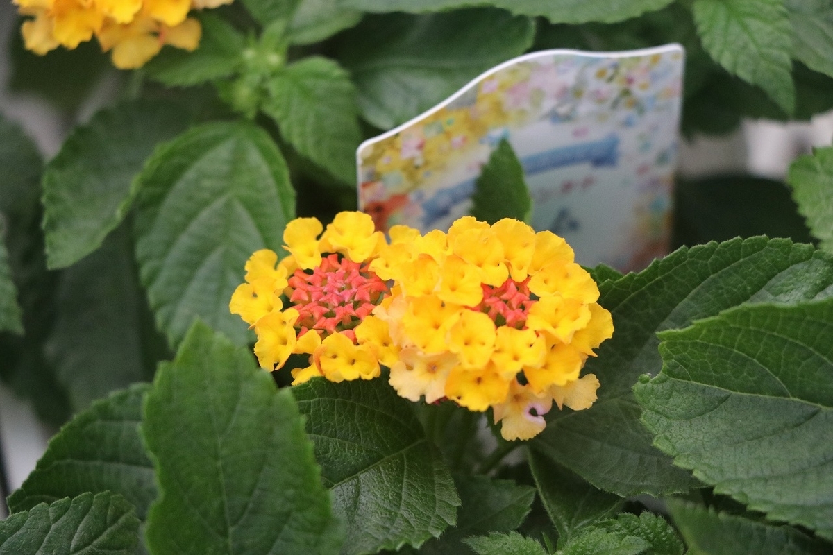 f:id:GP-Yamacho:20210616175411j:plain
