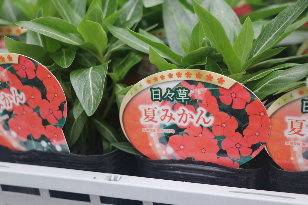f:id:GP-Yamacho:20210616175523j:plain