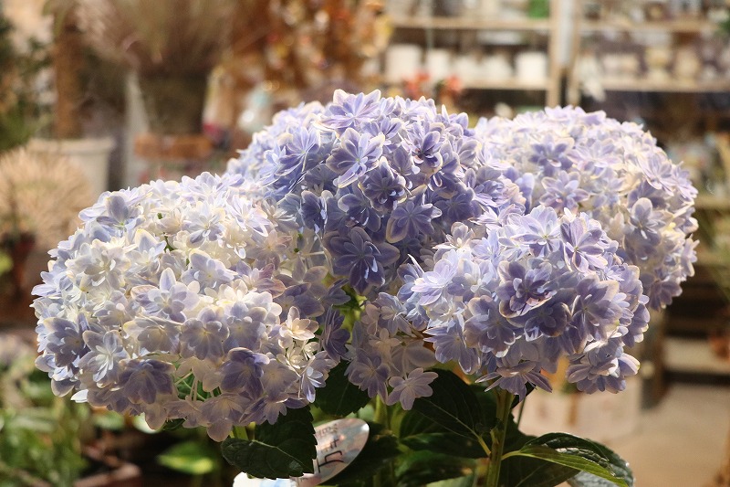 f:id:GP-Yamacho:20210624133522j:plain