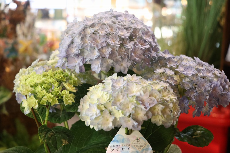 f:id:GP-Yamacho:20210624133525j:plain