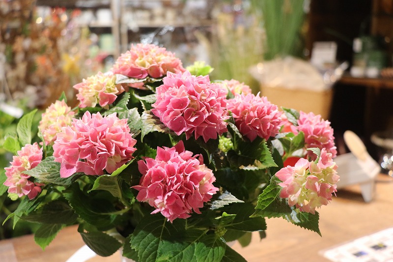 f:id:GP-Yamacho:20210624133529j:plain