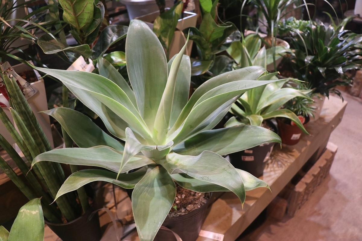 f:id:GP-Yamacho:20210729120714j:plain