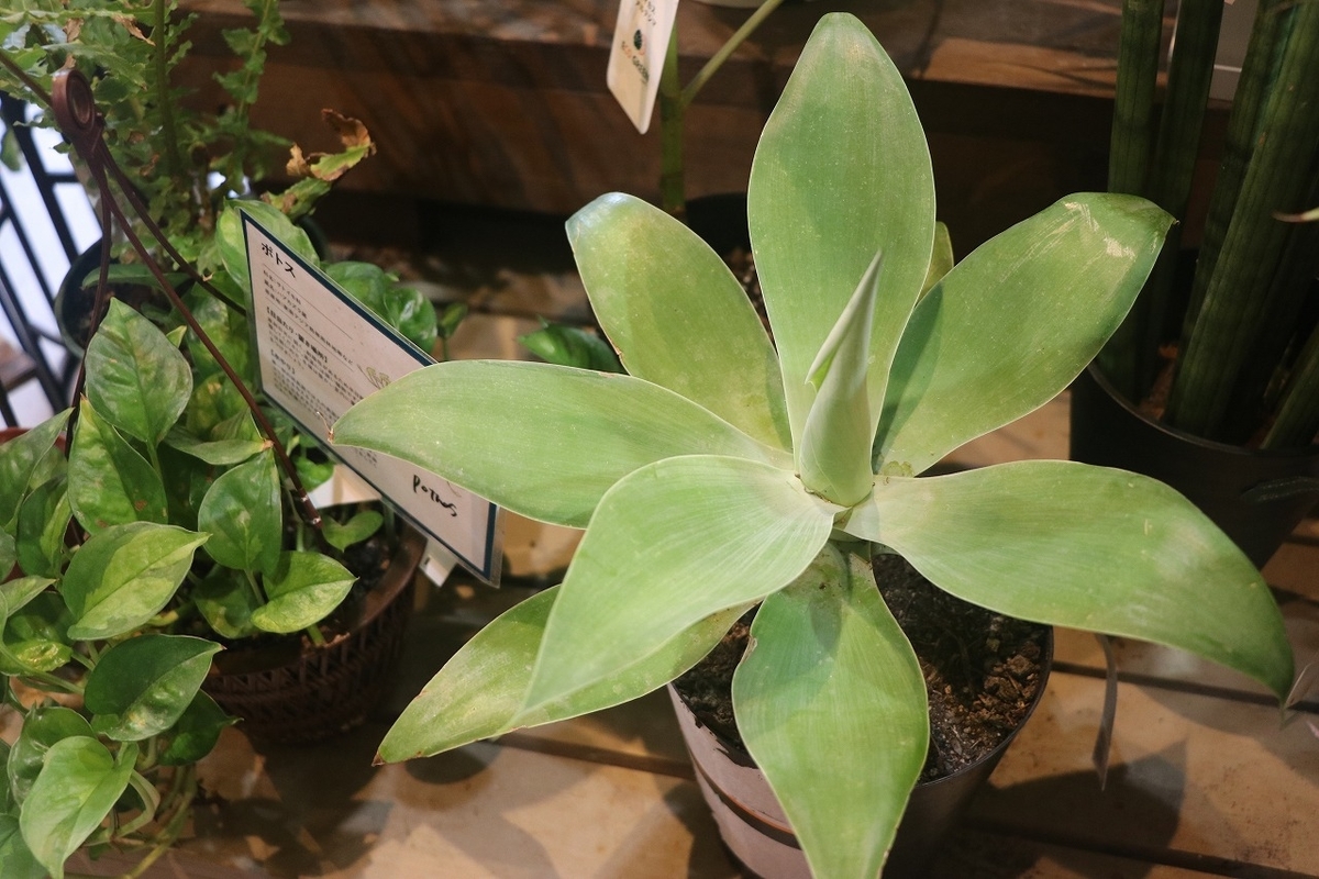 f:id:GP-Yamacho:20210729120724j:plain