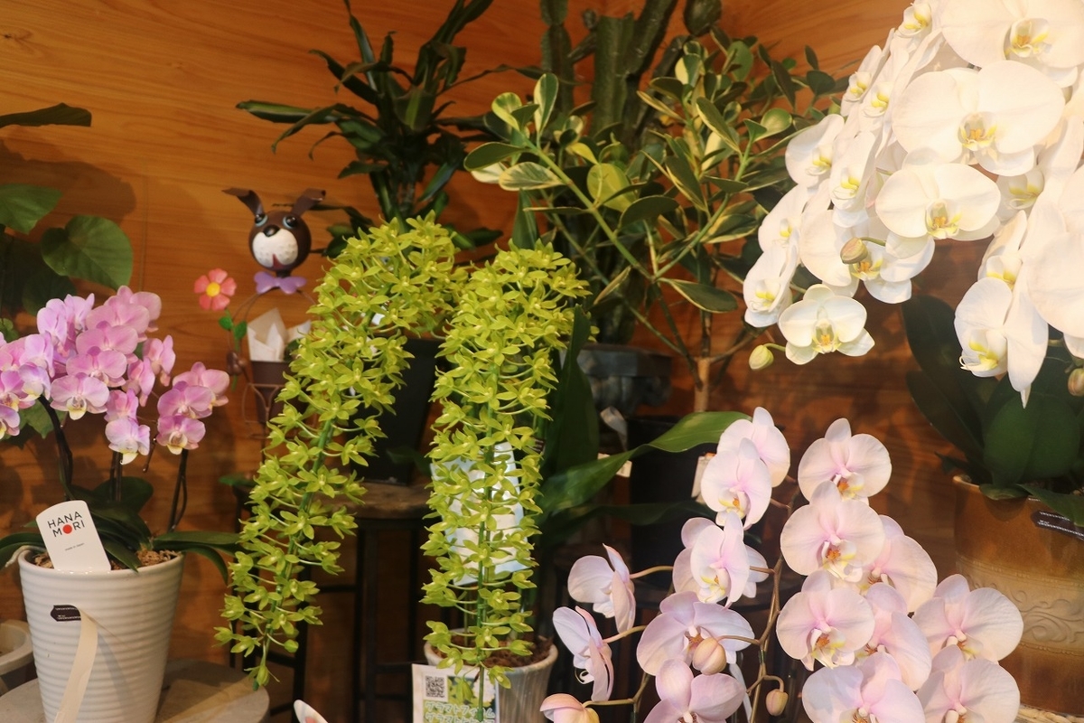 f:id:GP-Yamacho:20210729120746j:plain