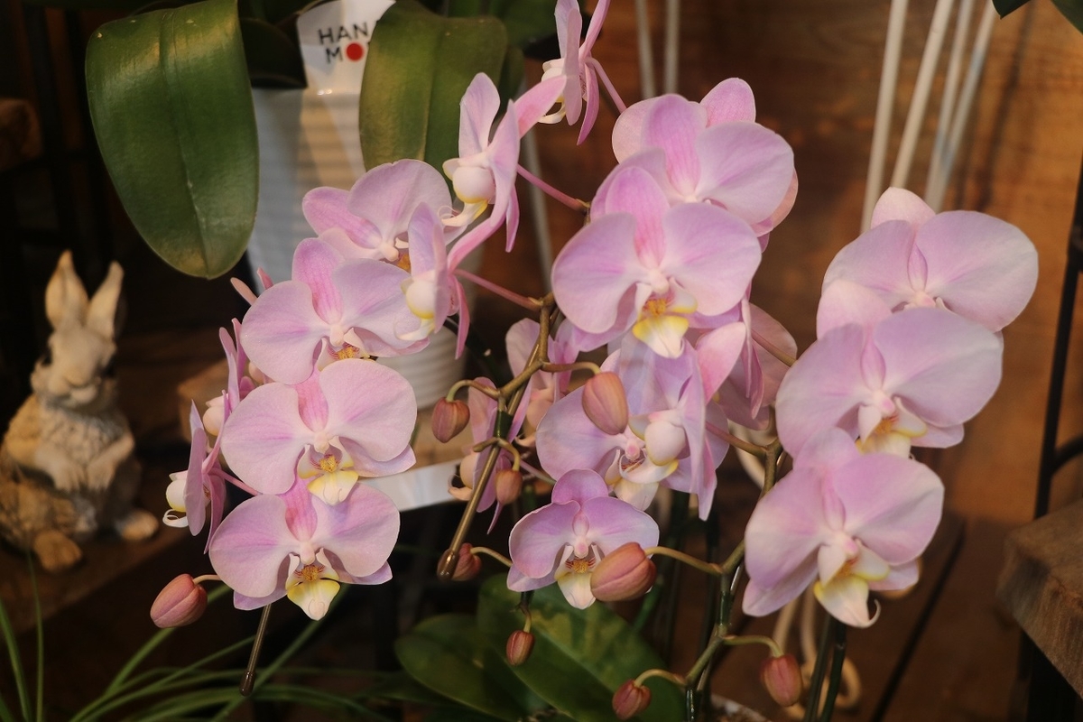 f:id:GP-Yamacho:20210729120812j:plain