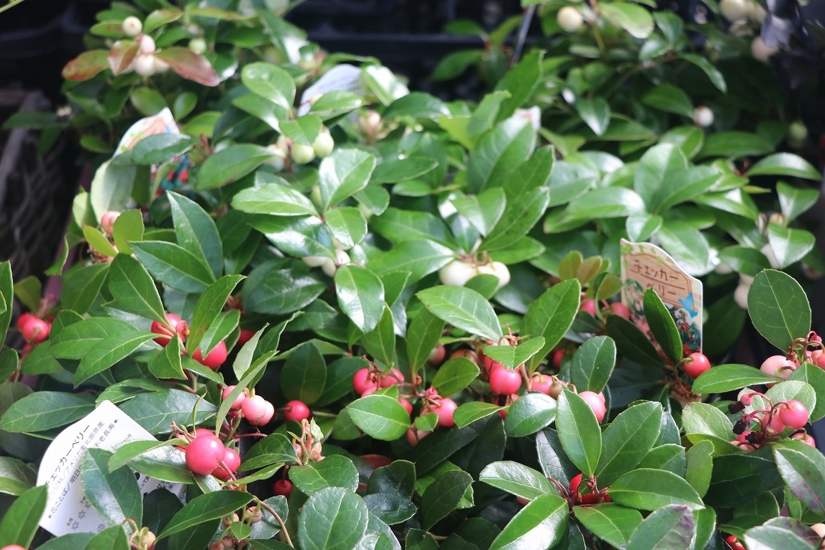 f:id:GP-Yamacho:20210923154251j:plain