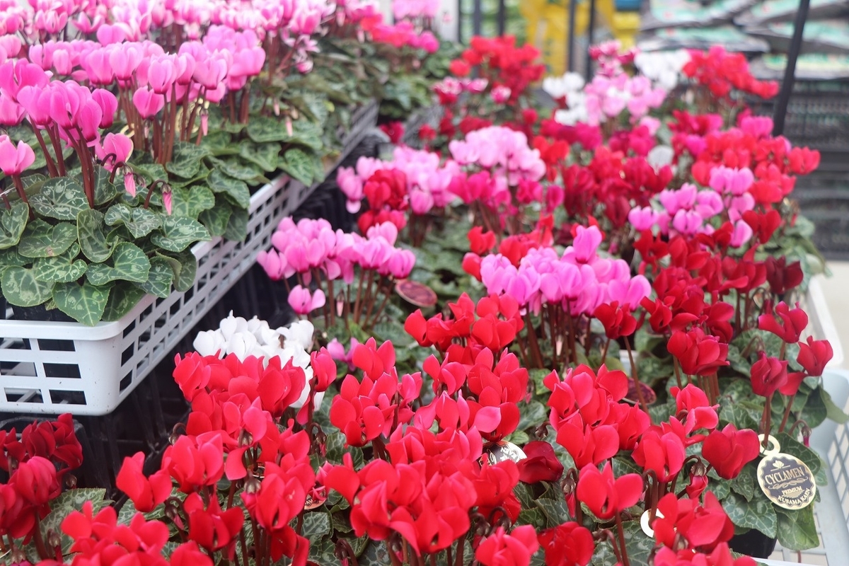 f:id:GP-Yamacho:20210930103143j:plain