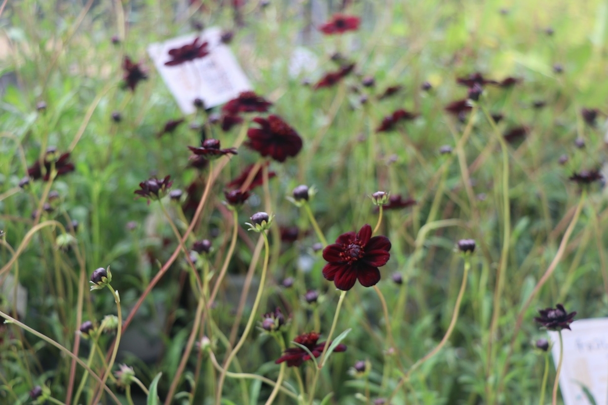 f:id:GP-Yamacho:20210930103742j:plain