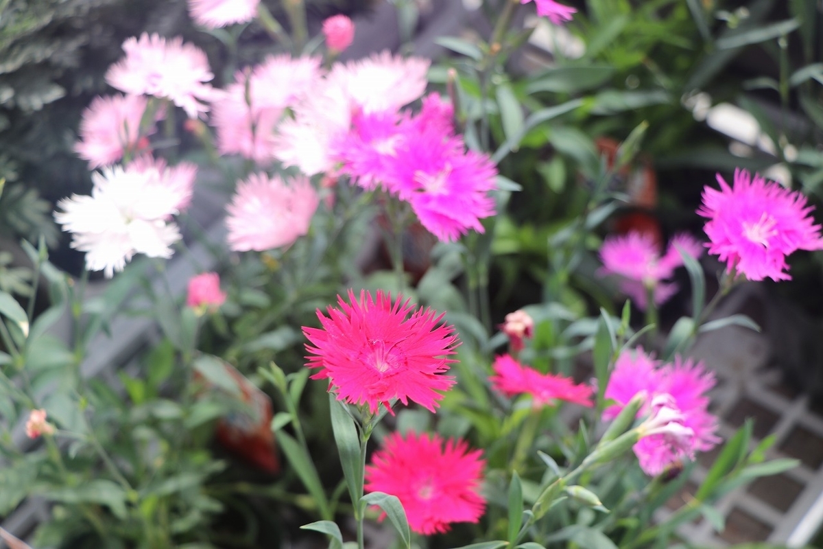 f:id:GP-Yamacho:20210930103751j:plain