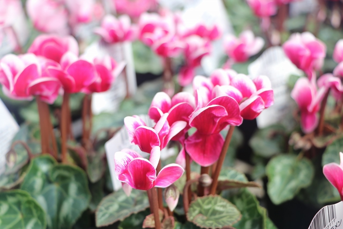 f:id:GP-Yamacho:20211014102820j:plain