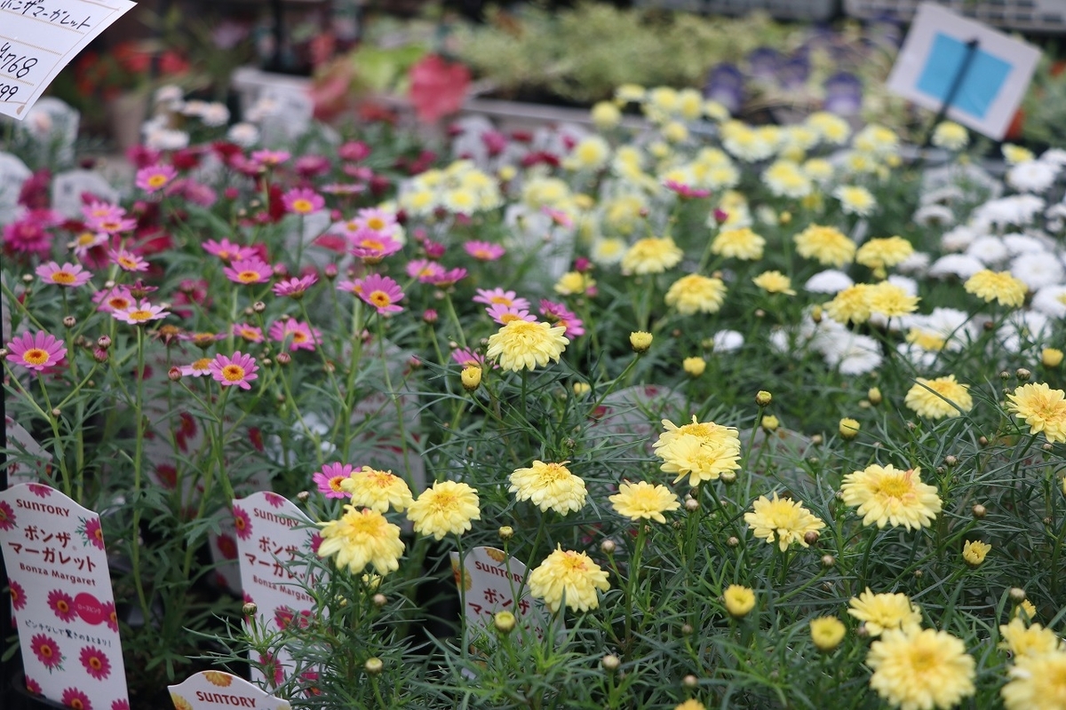 f:id:GP-Yamacho:20211021120042j:plain