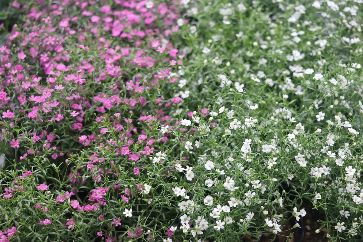 f:id:GP-Yamacho:20211021120110j:plain