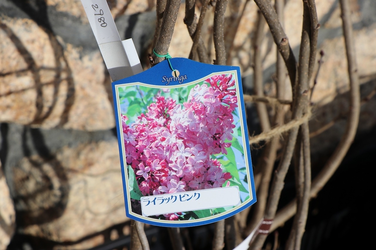 f:id:GP-Yamacho:20220209154536j:plain