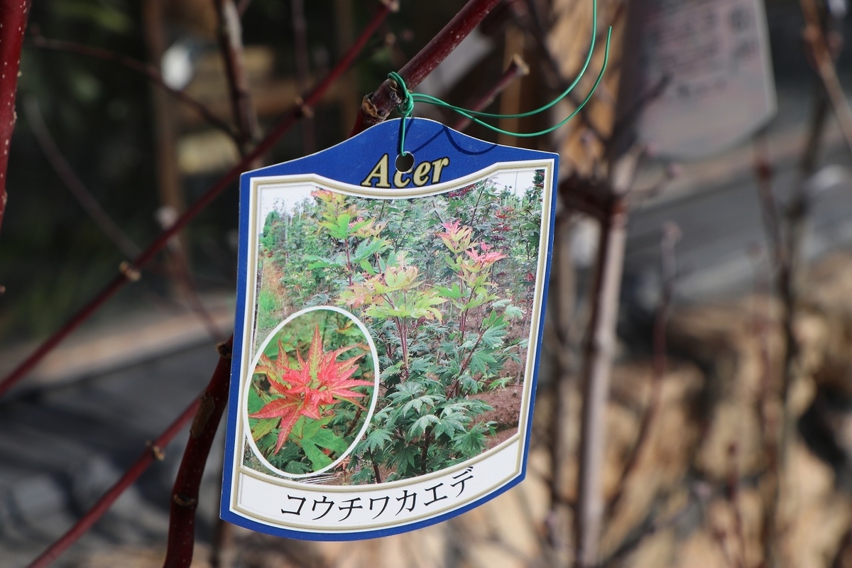 f:id:GP-Yamacho:20220209154551j:plain
