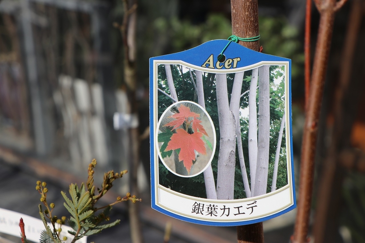 f:id:GP-Yamacho:20220209154612j:plain