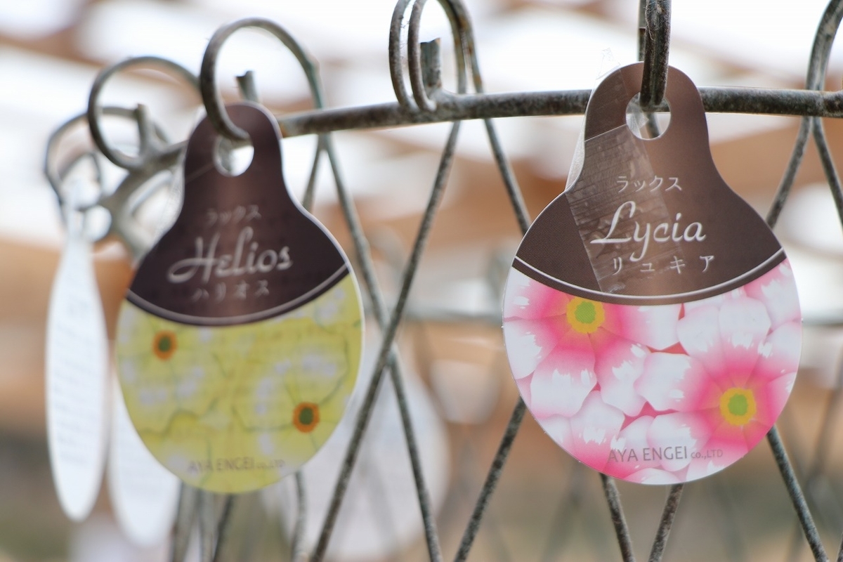 f:id:GP-Yamacho:20220224105730j:plain