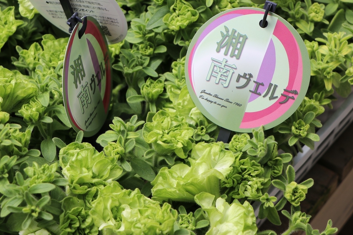 f:id:GP-Yamacho:20220414110906j:plain