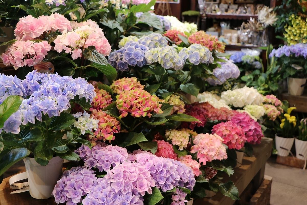 今週末は 母の日 紫陽花の希少品種などをぜひ母の日に Gp Yamacho
